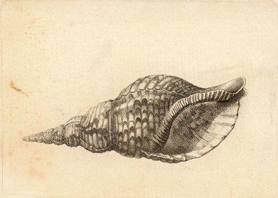 Charonia tritonis de Wenceslaus Hollar